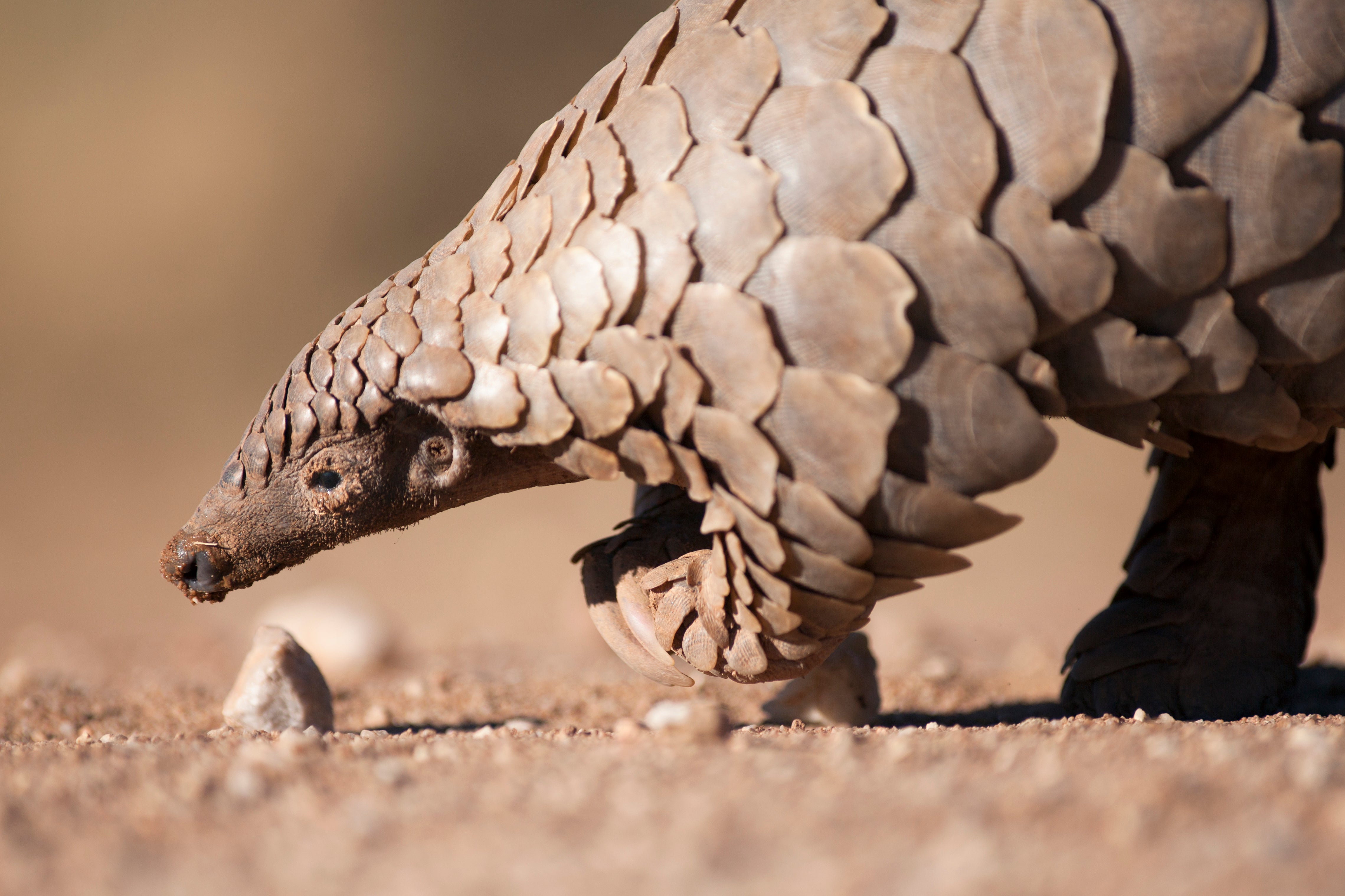 The pangolin has been dubbed the ‘most trafficked mammal in the world’ by the WWF