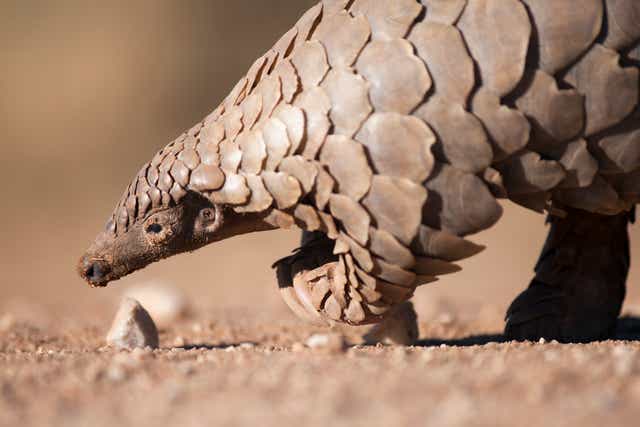 <p>The pangolin has been dubbed the ‘most trafficked mammal in the world’ by the WWF </p>