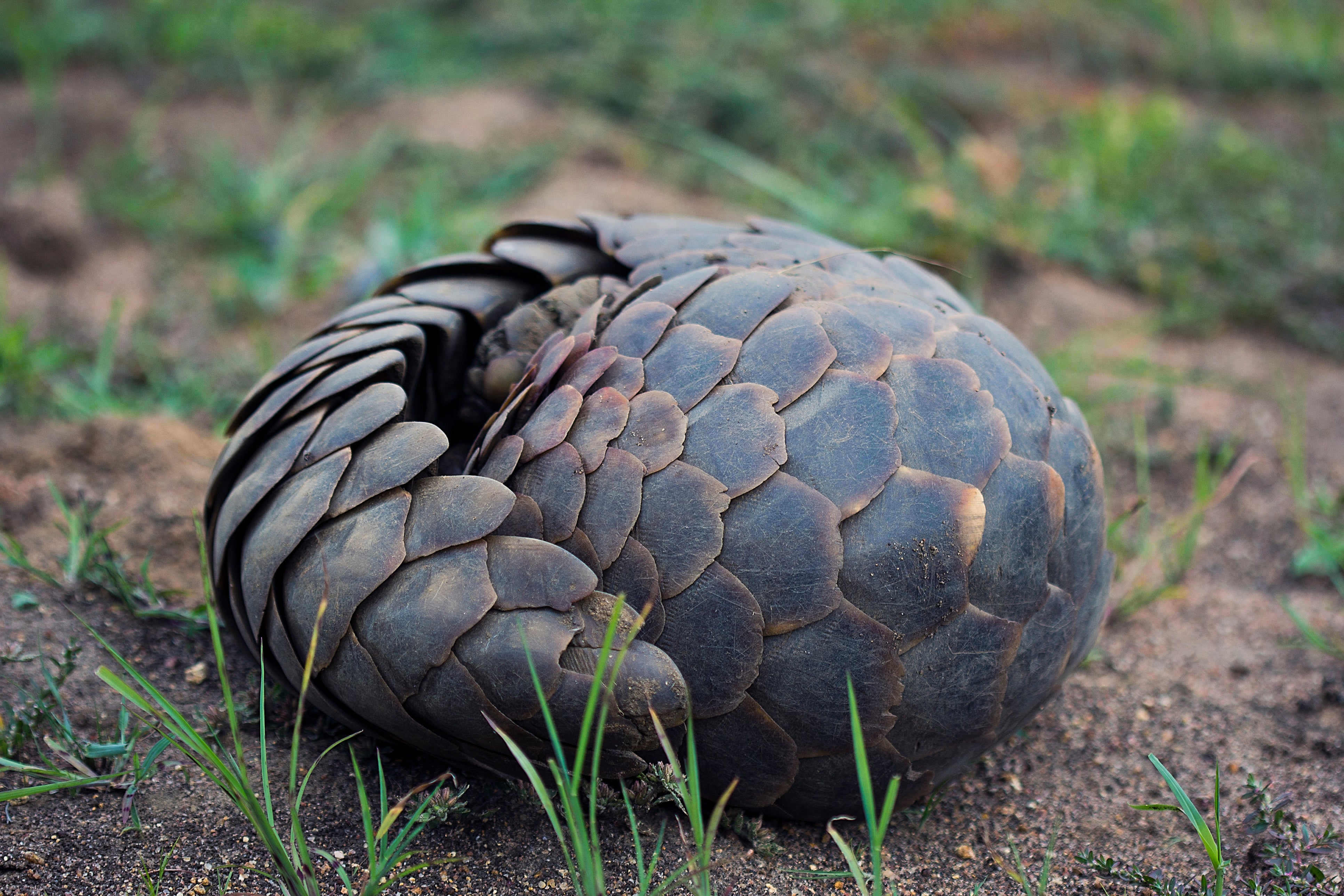 A curled up pangolin