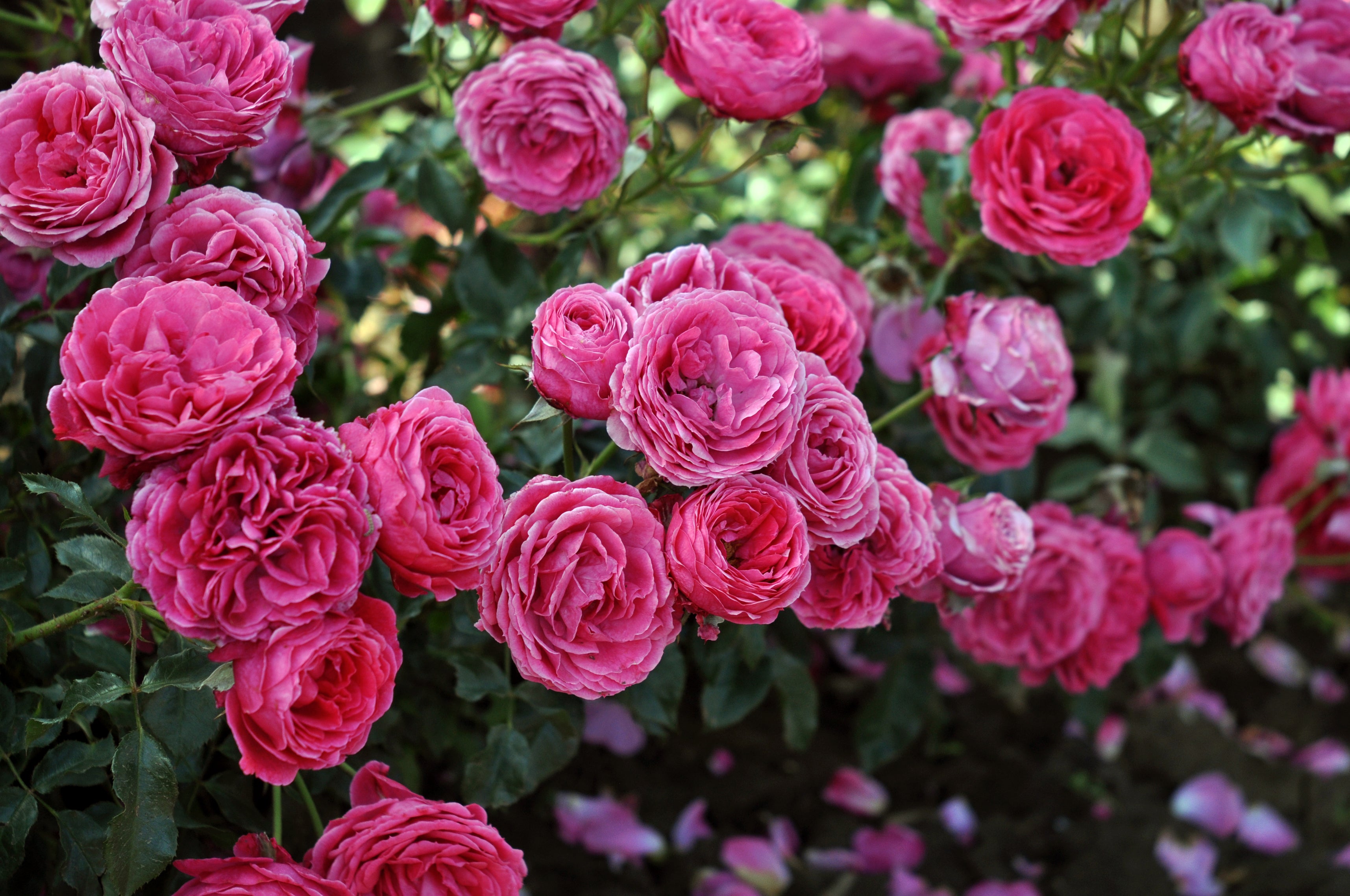 Rosa 'Very Berry', a pink rose whose flowers are edible (Dobbies Garden Centres/PA)