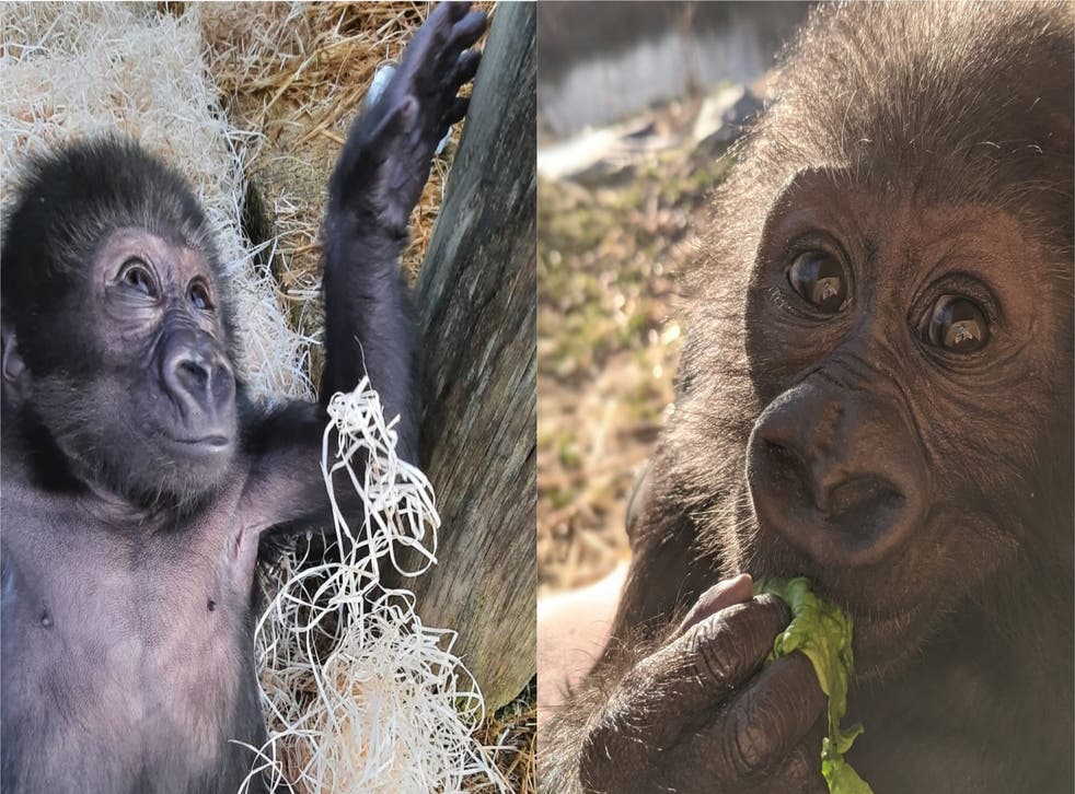 Baby Gorilla Being Hand Reared By Keepers At Bristol Zoo Making Good Progress Bristol Zoo Milk Progress Mother Gorilla Indy100 Baby Gorilla Being Hand Reared By Keepers At Bristol Zoo Making Good Progress Bristol Zoo Milk Progress Mother Gorilla Indy100