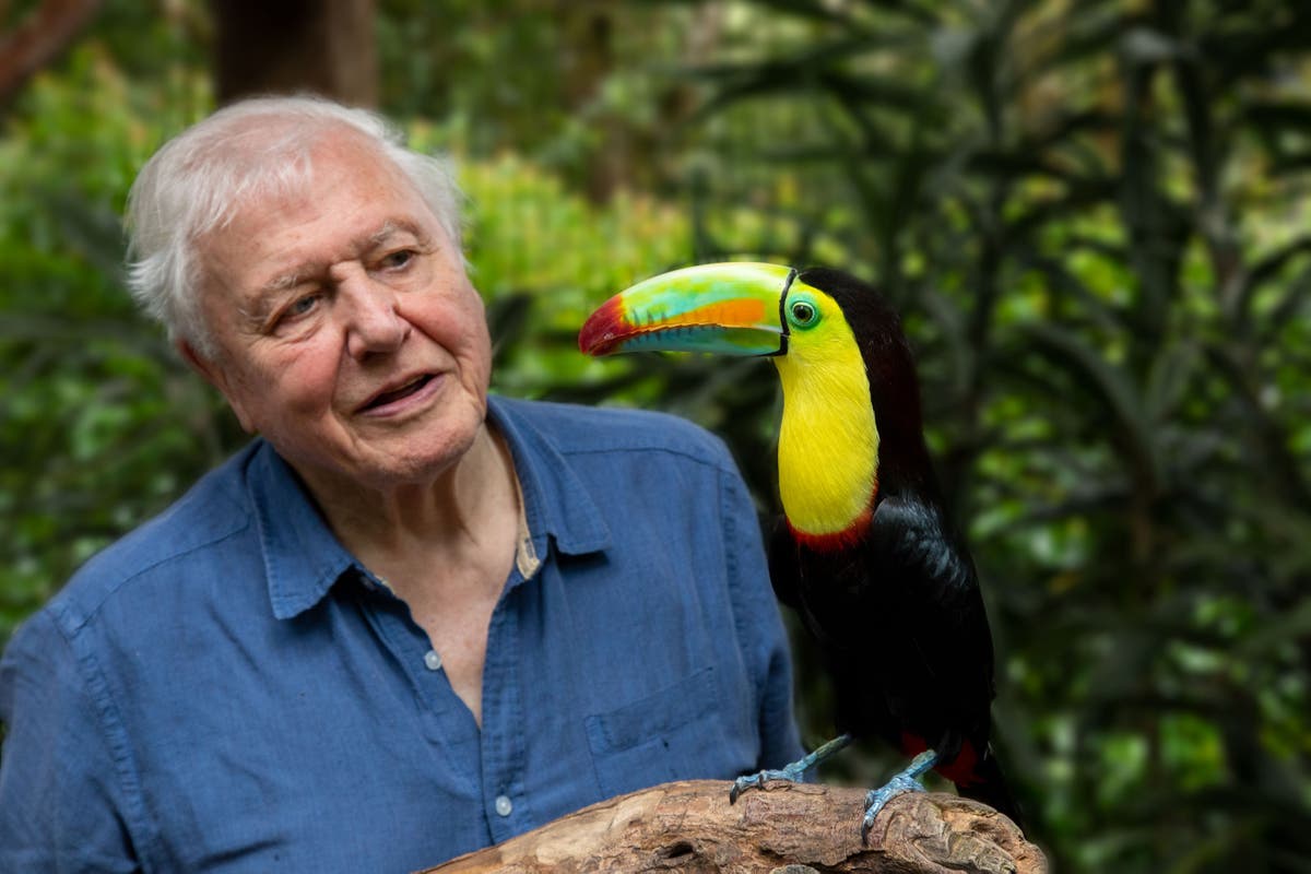 Photo of Explora nuestro mundo de arcoíris con Attenborough Animals David Attenborough John Travolta Warriors BBC One
