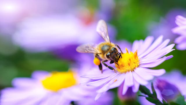 Pollinating bee