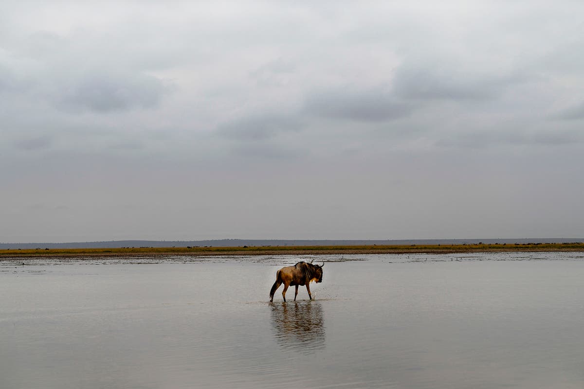 The ‘exotic’ animals that fell victim to the Texas freeze