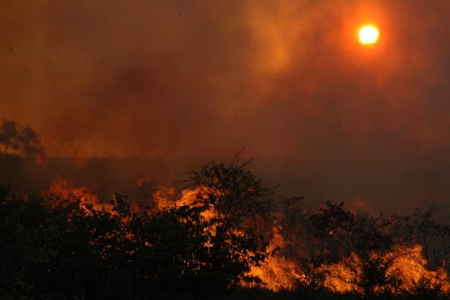 Savannah Fire at Africa's Kruger National Park
