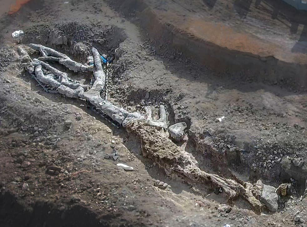 The ancient specimen was more than 19m tall