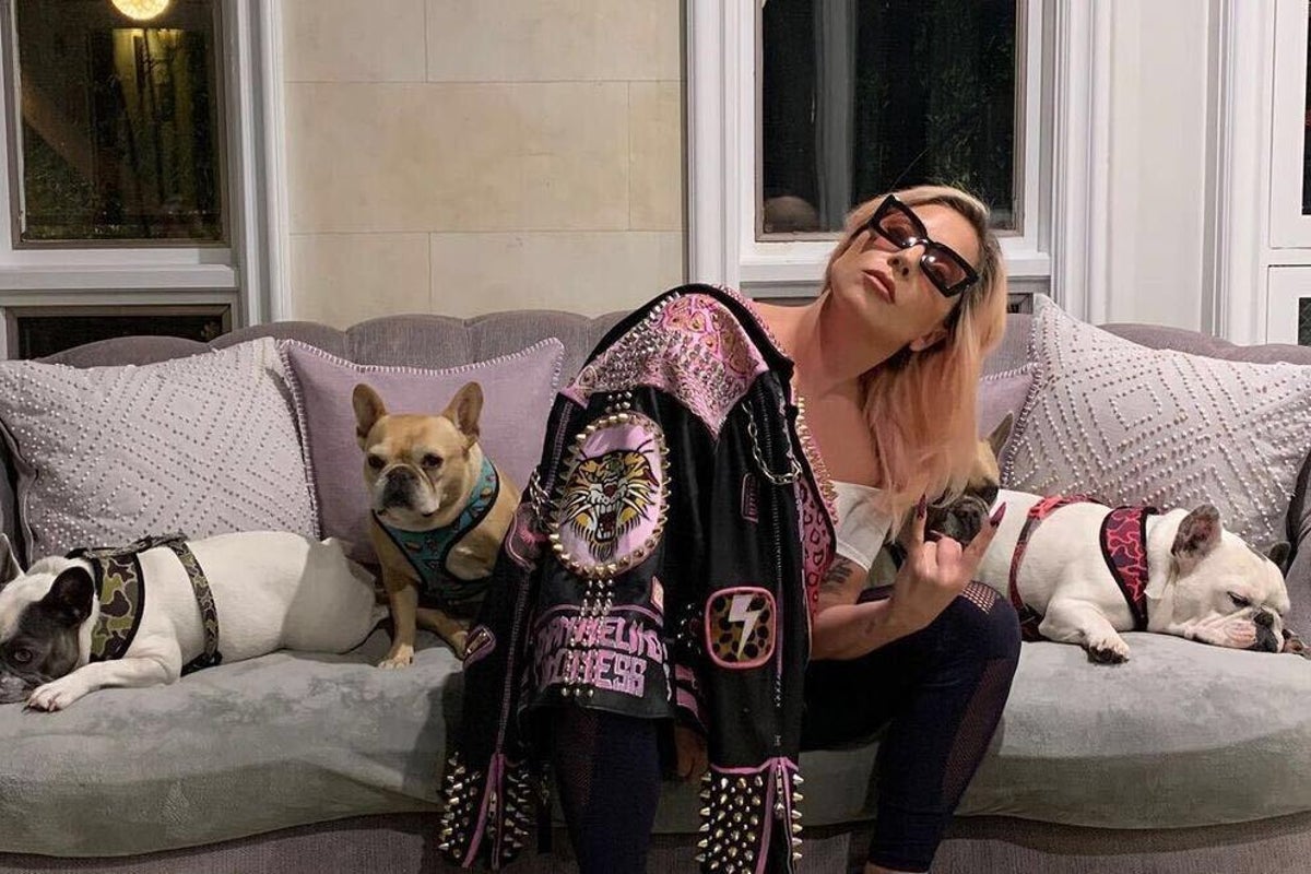 Lady Gaga was not targeted in theft of French bulldogs, police say