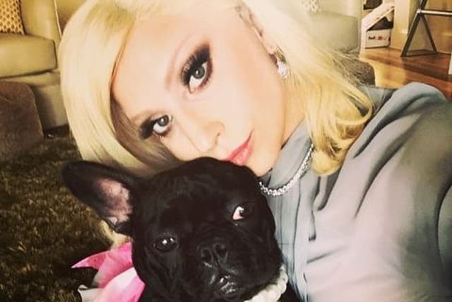 <p>Lady Gaga and her dog Miss Asia in 2015 </p>