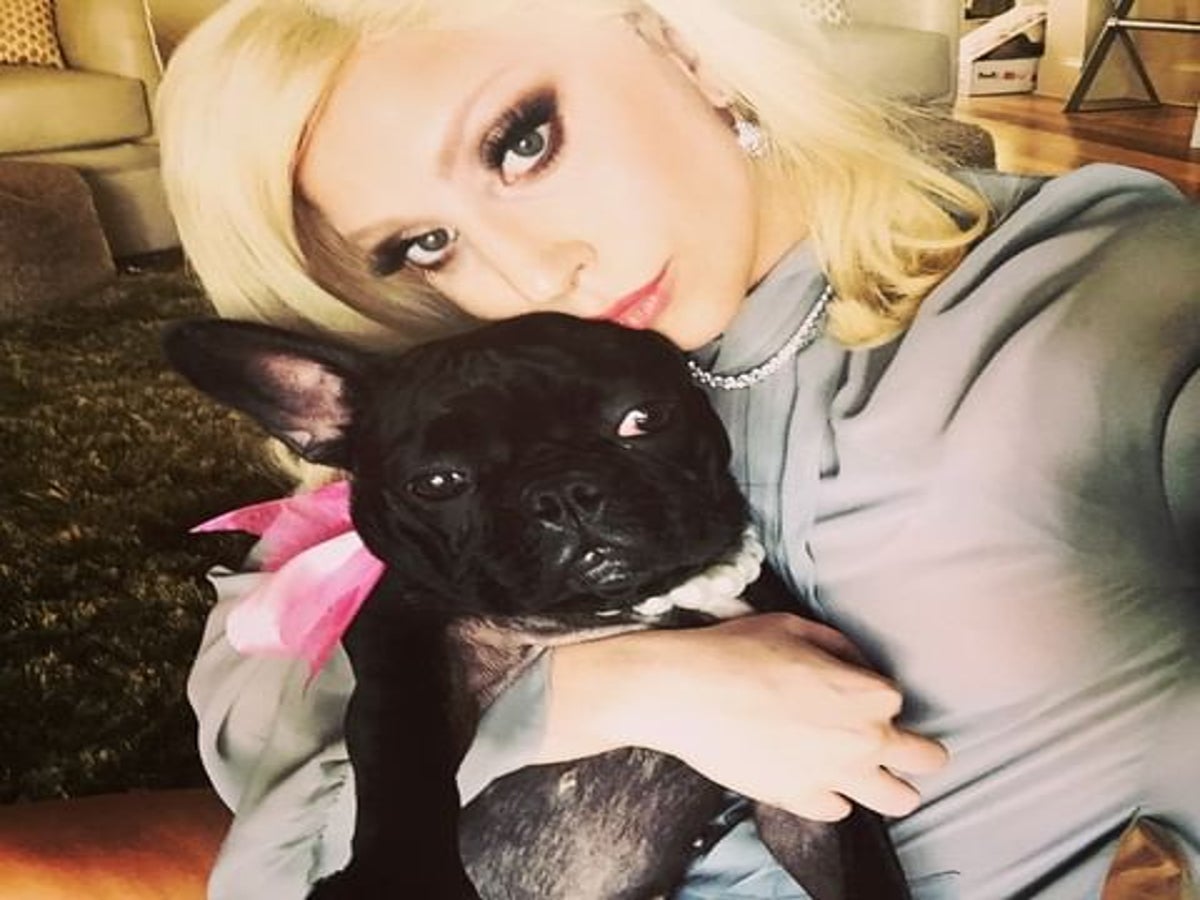 Lady Gaga shows off French bulldogs on custom Louis Vuitton