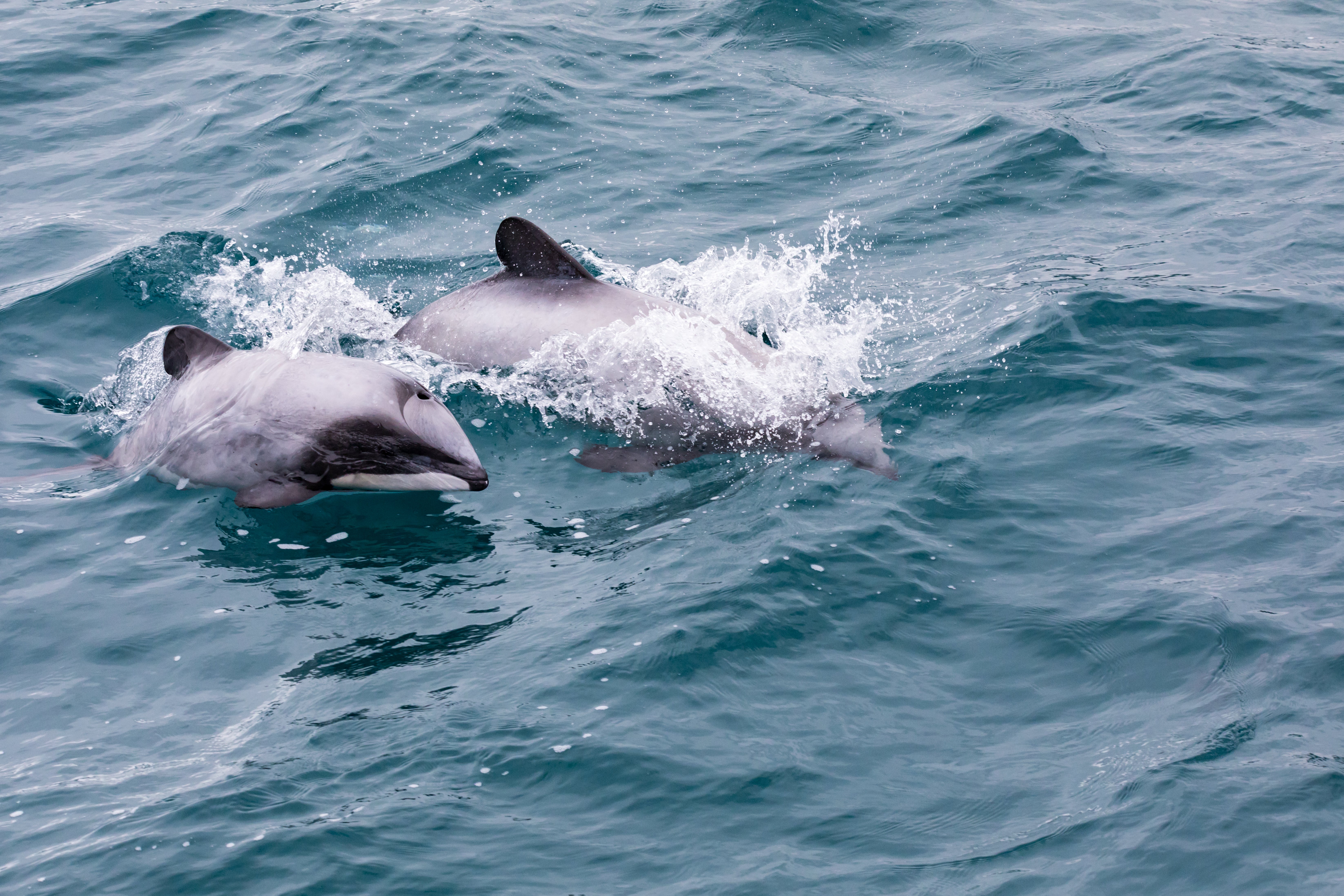 A Hector’s dolphin mother and calf, the world’s smallest and rarest marine dolphin, in Akaroa Harbour, New Zealand