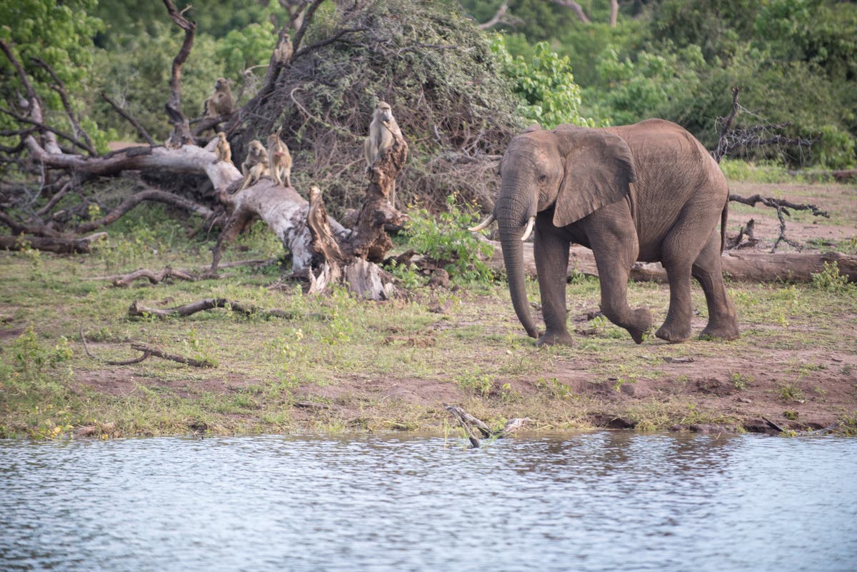 Botswana’s former president defends shoot-to-kill policy for poaching Botswana’s former president defends shoot-to-kill policy for poaching