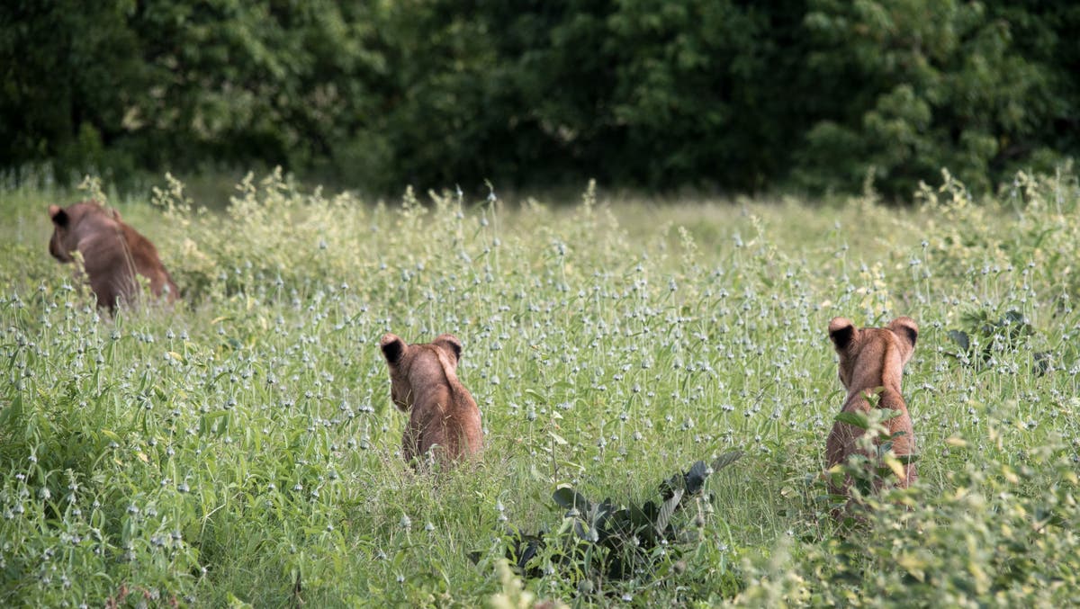 Covid-19 wreaks havoc on Masai businesses as tourists stay home Covid-19 wreaks havoc on Masai businesses as tourists stay home
