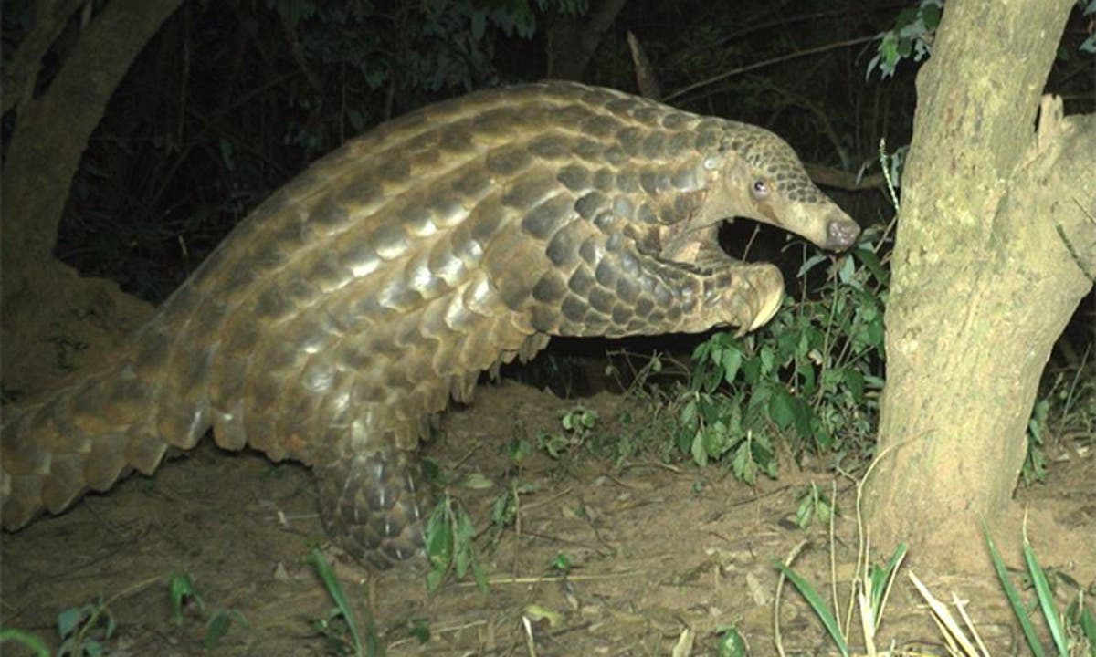 Pangolin scales smuggling: a wildlife crime Uganda continues to battle Pangolin scales smuggling: a wildlife crime Uganda continues to battle