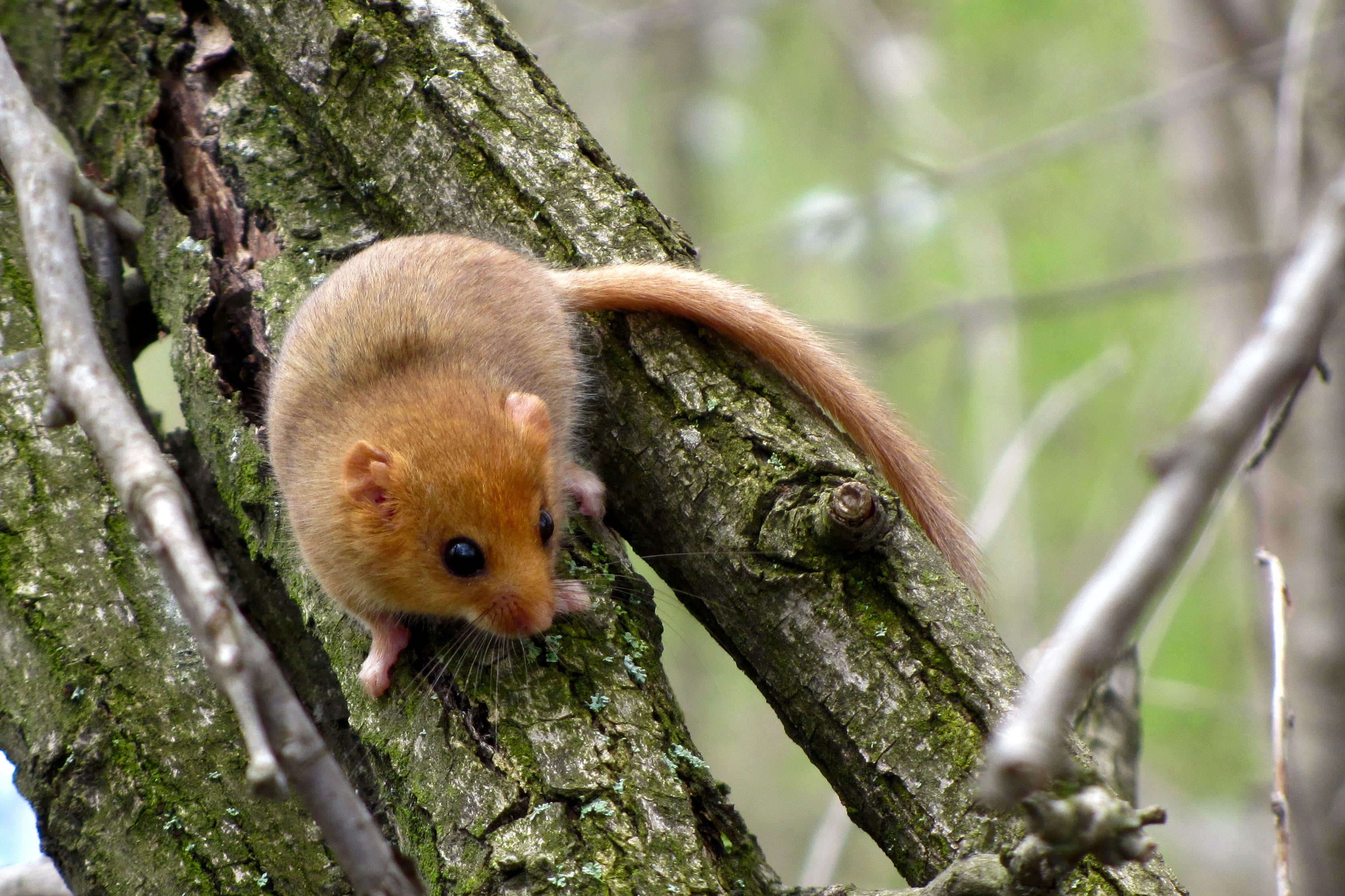 The hazel dormouse is one of many British mammals facing extinction
