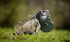 Pythons, iguanas: Florida restricts some exotic reptiles