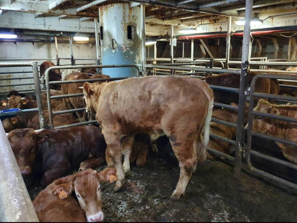 Vets inspect hundreds of cows stuck on ‘hellish’ ship for months over bluetongue virus fears