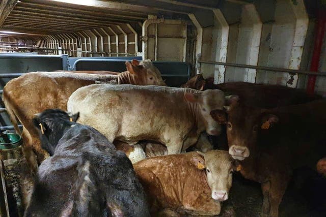 Cattle are seen on board of livestock ship ‘Karim Allah' where they have been stranded for months for suspected bluetongue disease