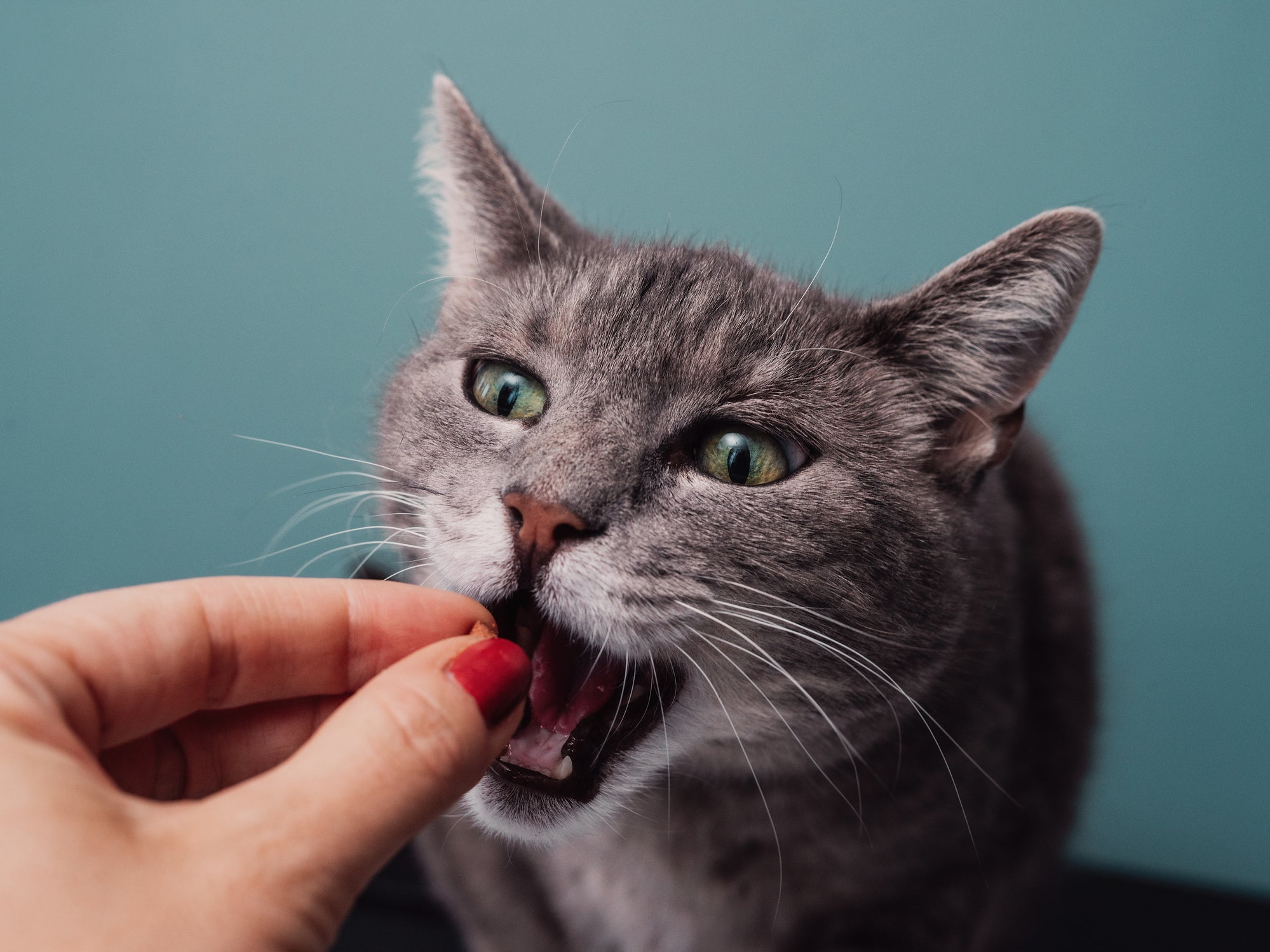 A study by researchers at Kyoto University found cats largely accept treats from a stranger even if they display negative behaviour towards the feline’s owner