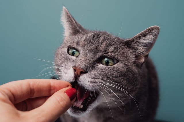 <p>A study by researchers at Kyoto University found cats largely accept treats from a stranger even if they display negative behaviour towards the feline’s owner</p>