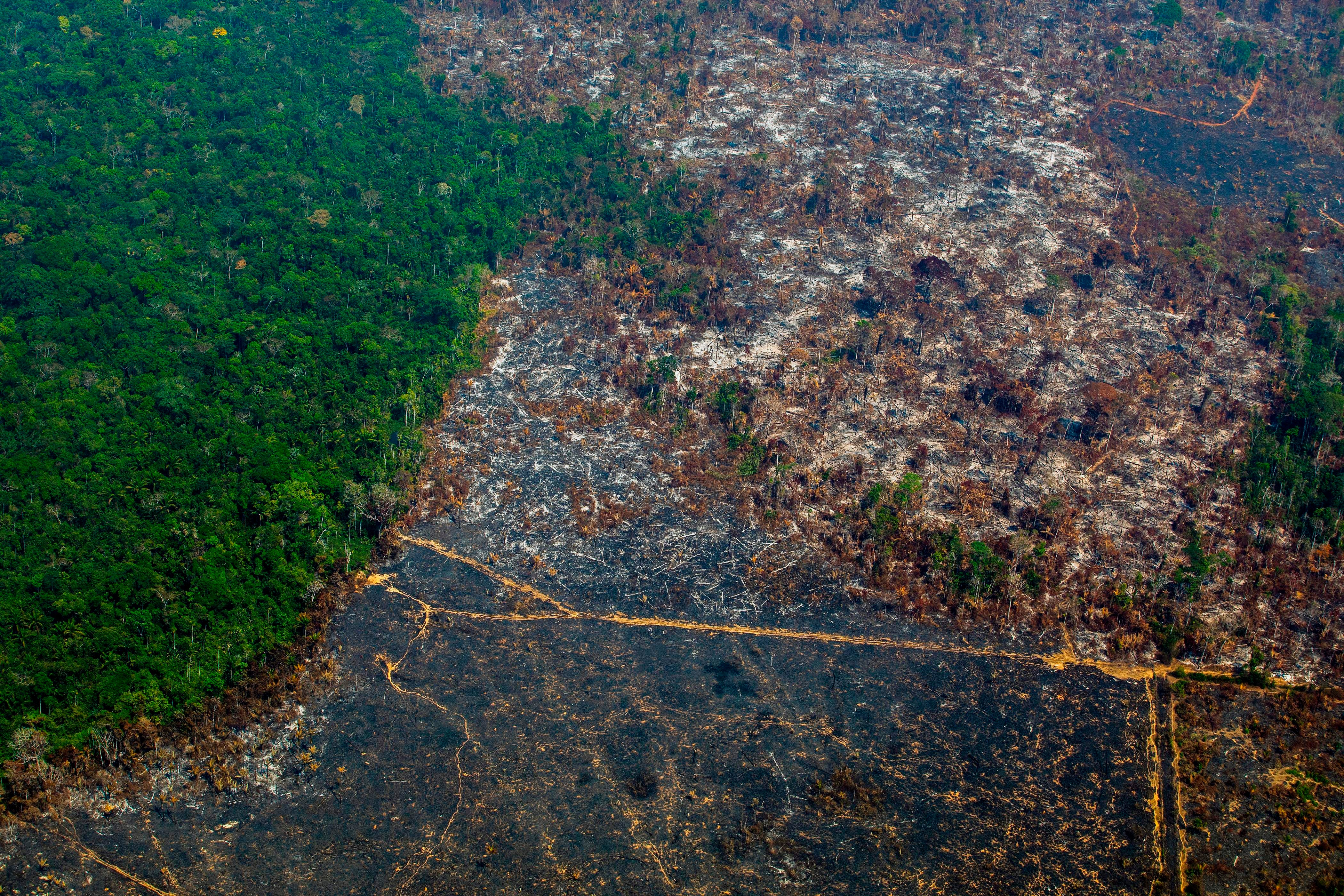 Deforestation seen here in Altamira, Brazil, threatens the local flora and fauna