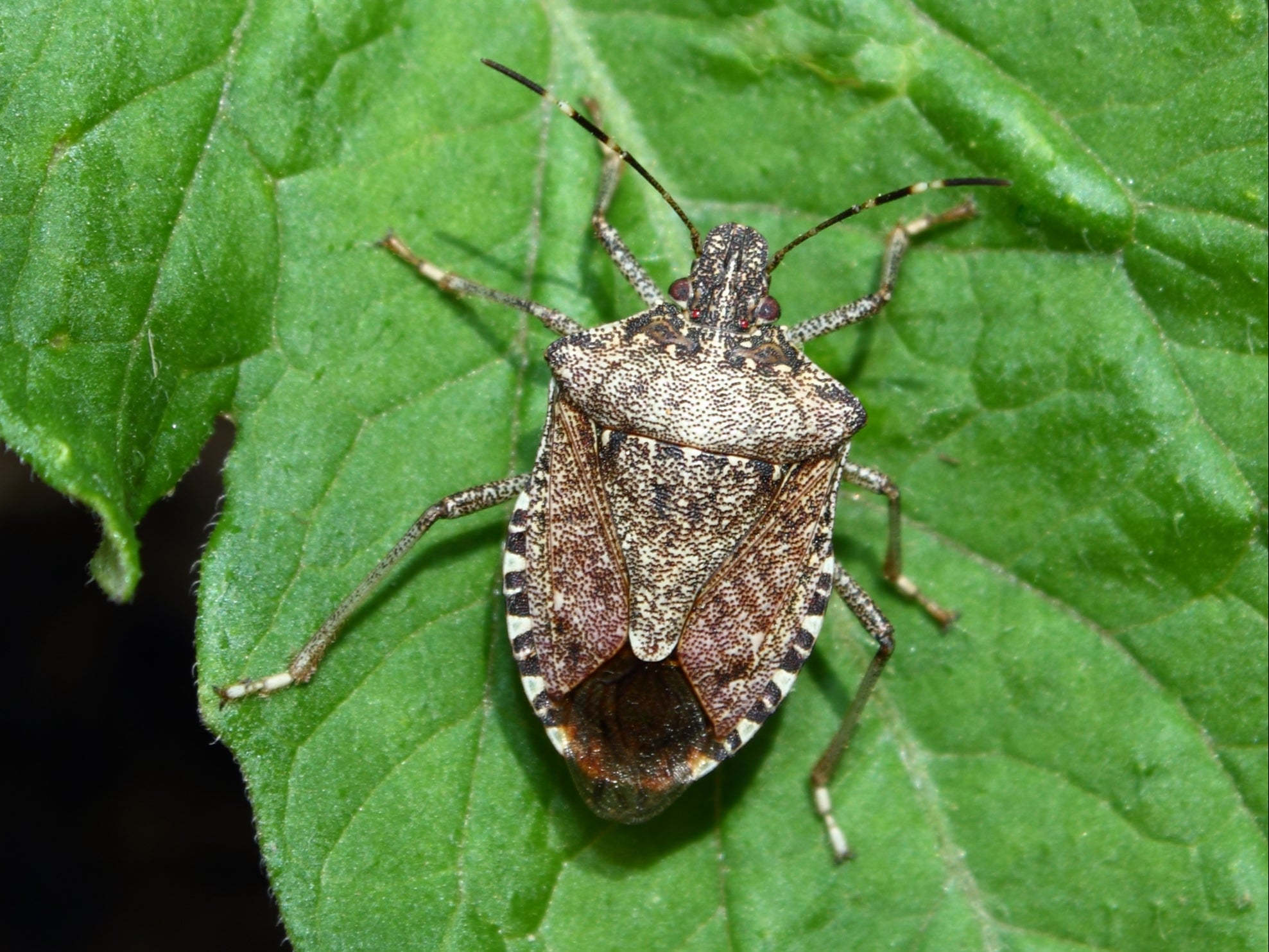 Stink bugs characteristically deposit their eggs on the underside of leaves in clusters. This stink bug was found on the leaf of a young tomato plant
