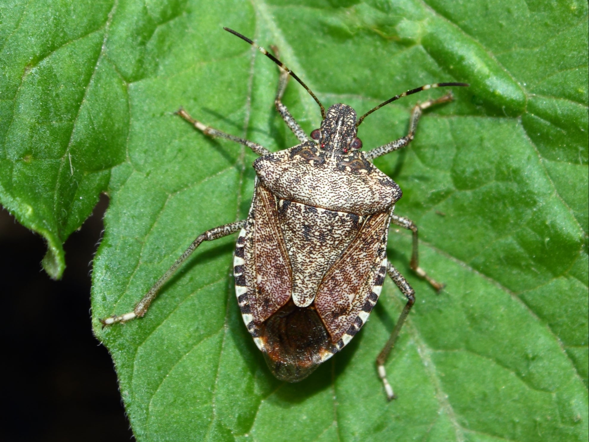 What Is A Stink Bug Look Like