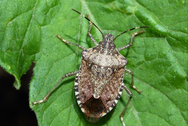  Stink bugs characteristically deposit their eggs on the underside of leaves in clusters. This stink bug was found on the leaf of a young tomato plant