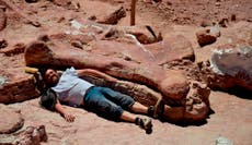 Dinosaur found in Argentina could be oldest titanosaur ever discovered