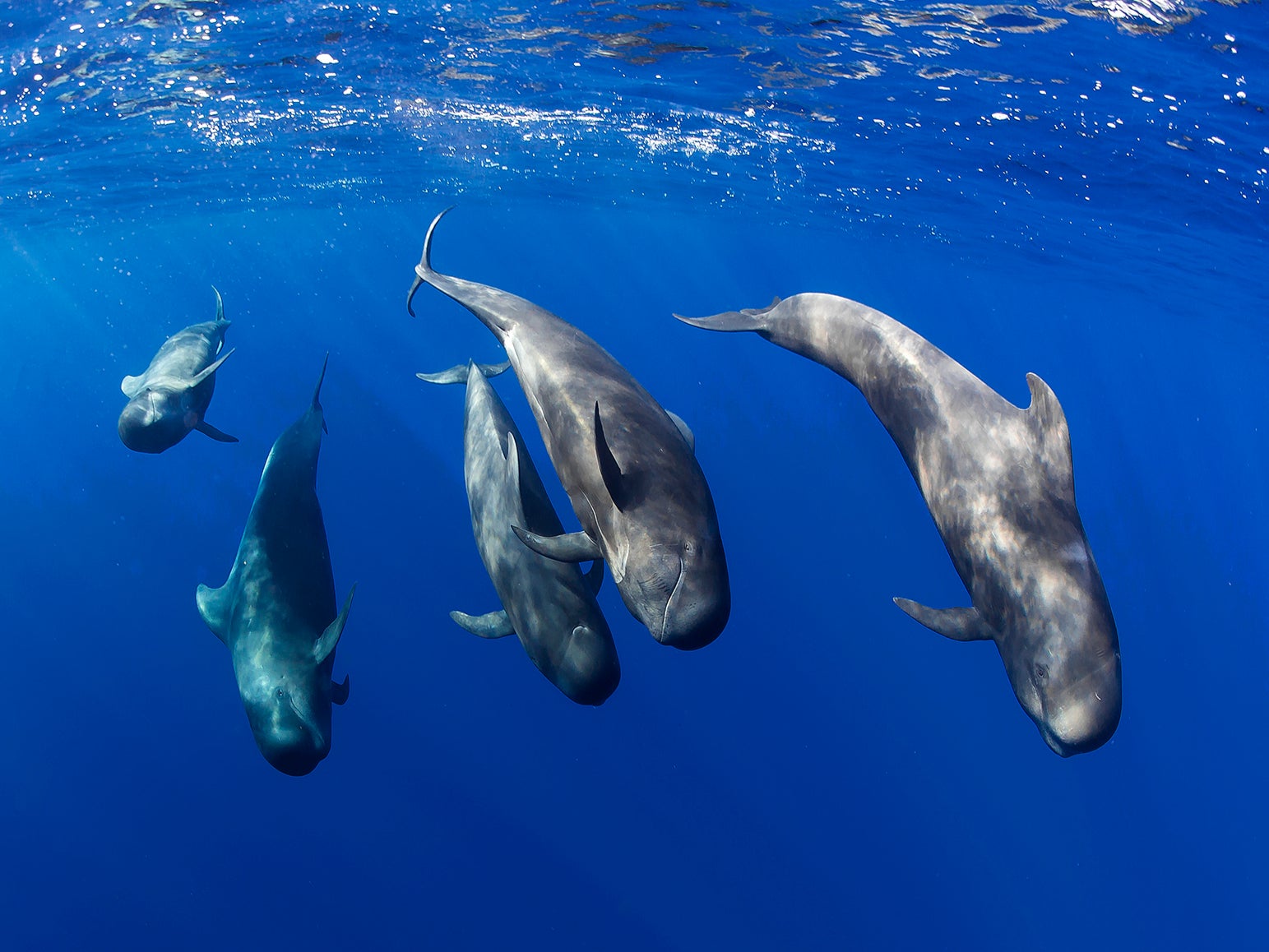 Tenerife is home to the short-finned pilot whale