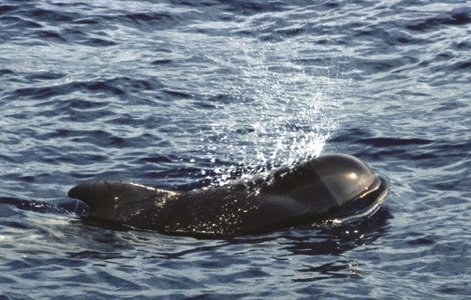 Pilot whales in Tenerife have unique hunting behaviours
