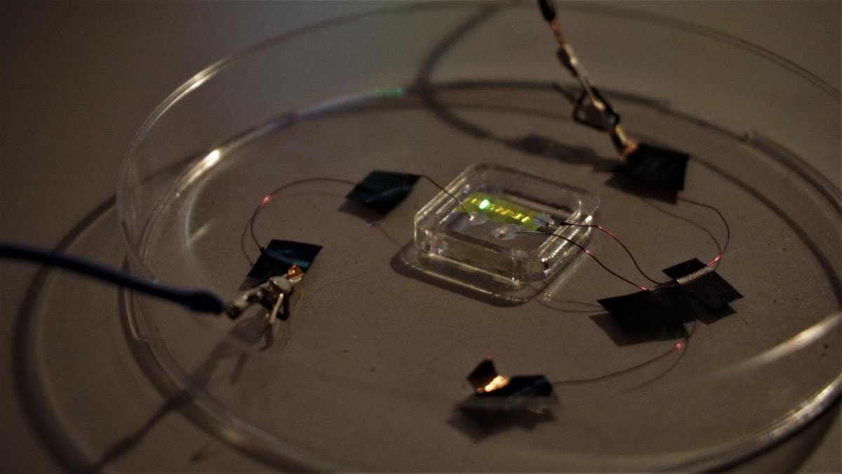 Scientists create &lsquo;smart tattoos&rsquo; that can glow