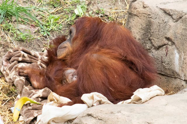 Orangutan Birth