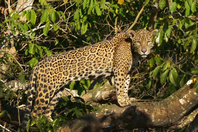 Targets to protect dwindling numbers of jaguars are behind schedule, conservationists warn