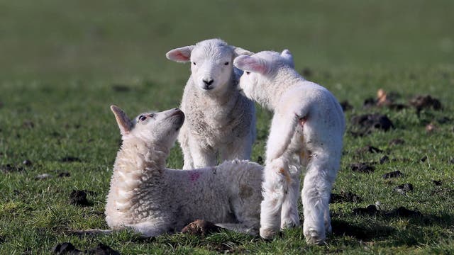 Newborn lambs in a field at A J Thompson & Sons farm on the Romney Marsh near Lydd in Kent on the first day of meteorological spring