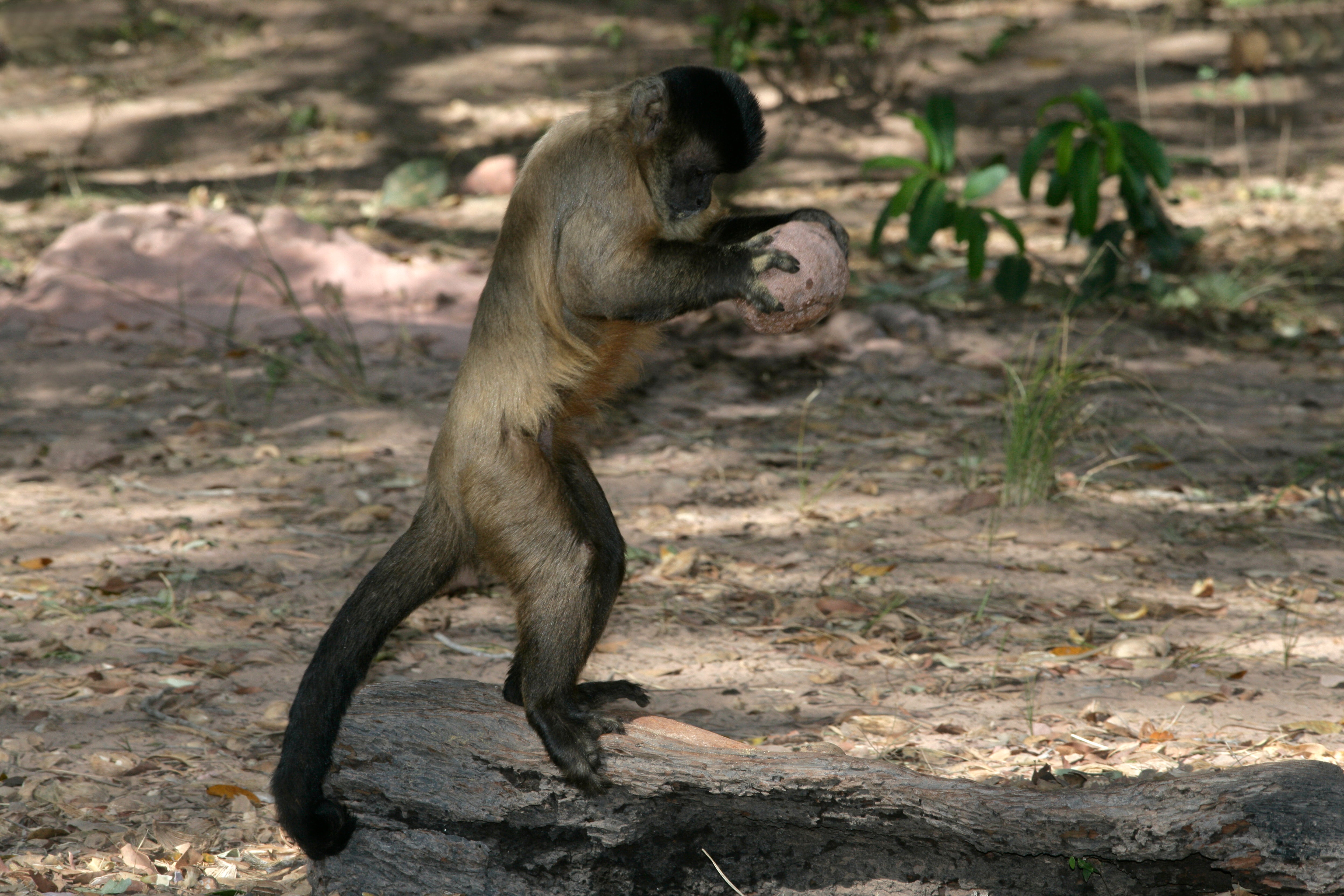 A capuchin monkey breaking open a nut in Brazil