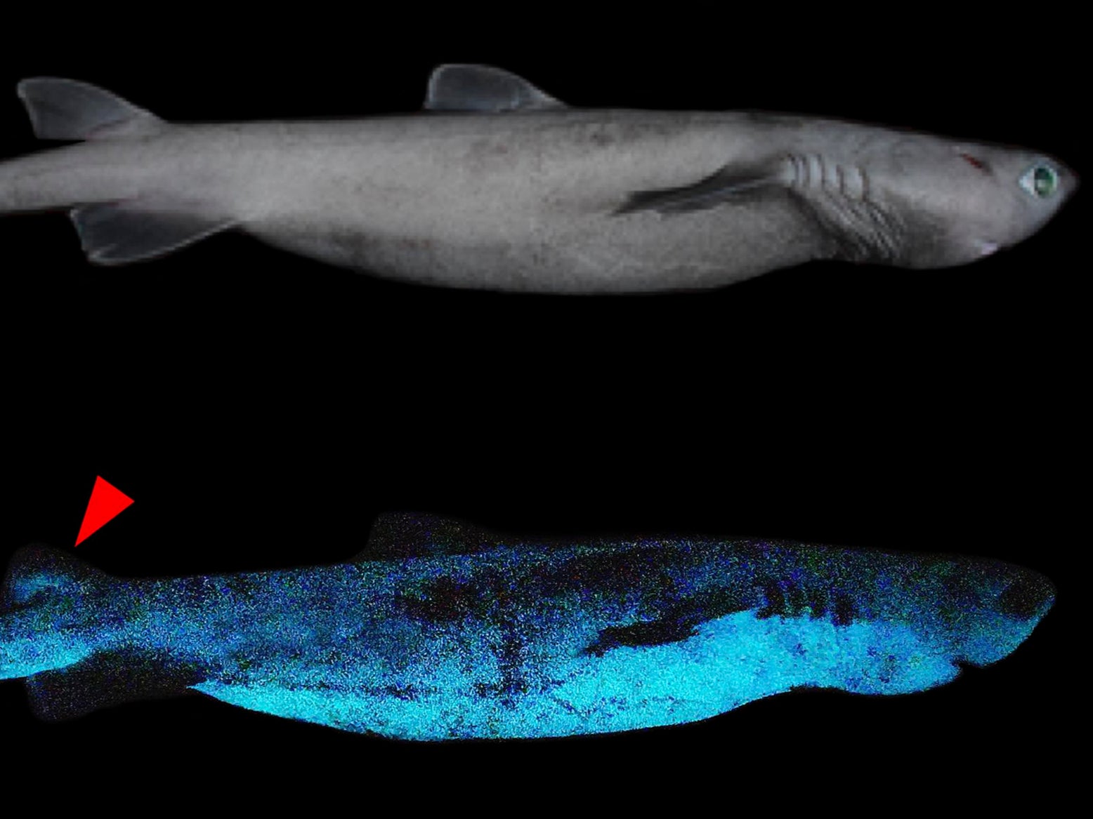 The glowing skin of the kitefin shark