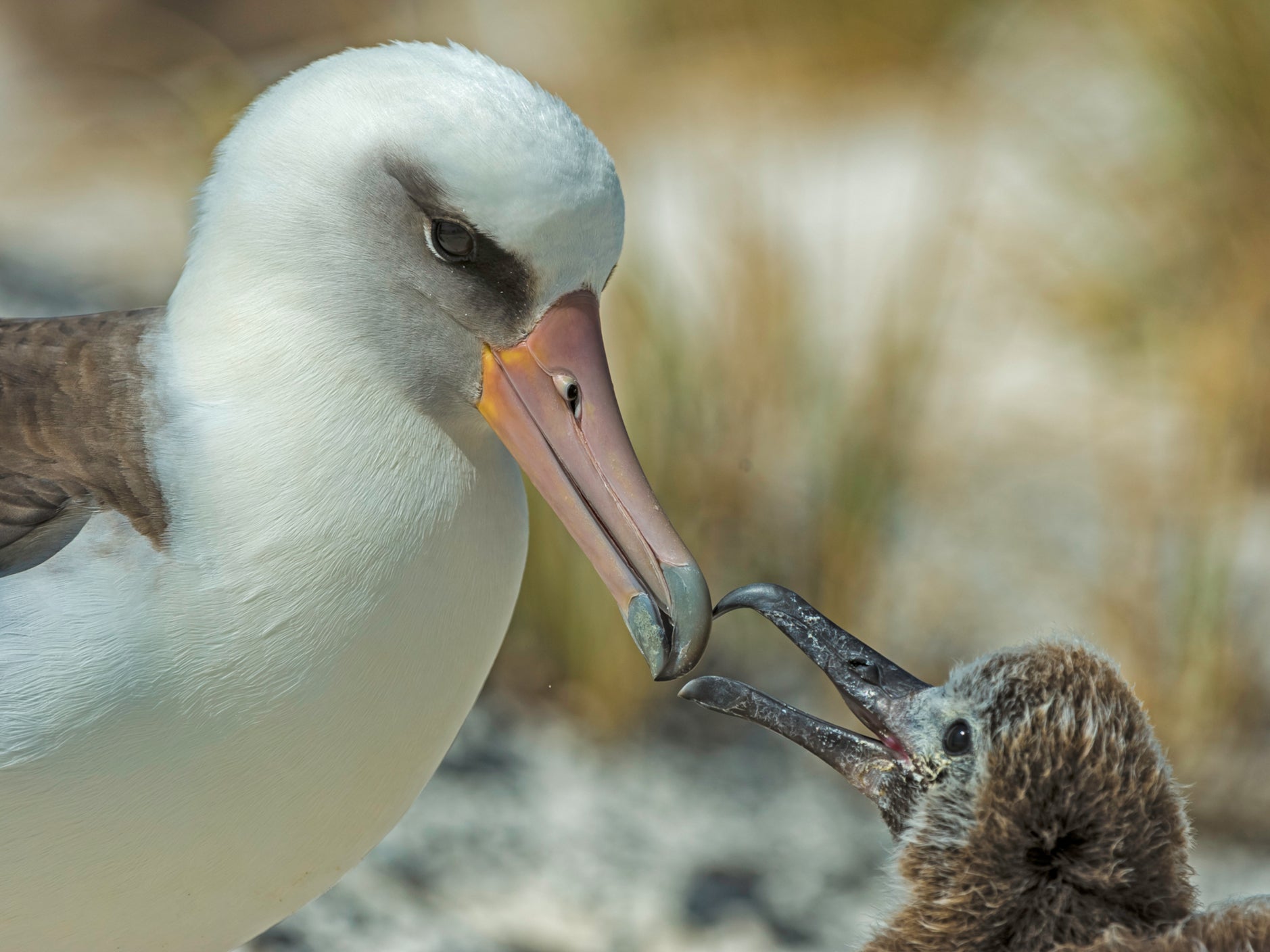 A Laysan albatross feeds its chick on Midway Atoll in the North Pacific. Albatrosses do not rear chicks every year