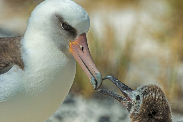 A Laysan albatross feeds its chick on Midway Atoll in the North Pacific. Albatrosses do not rear chicks every year