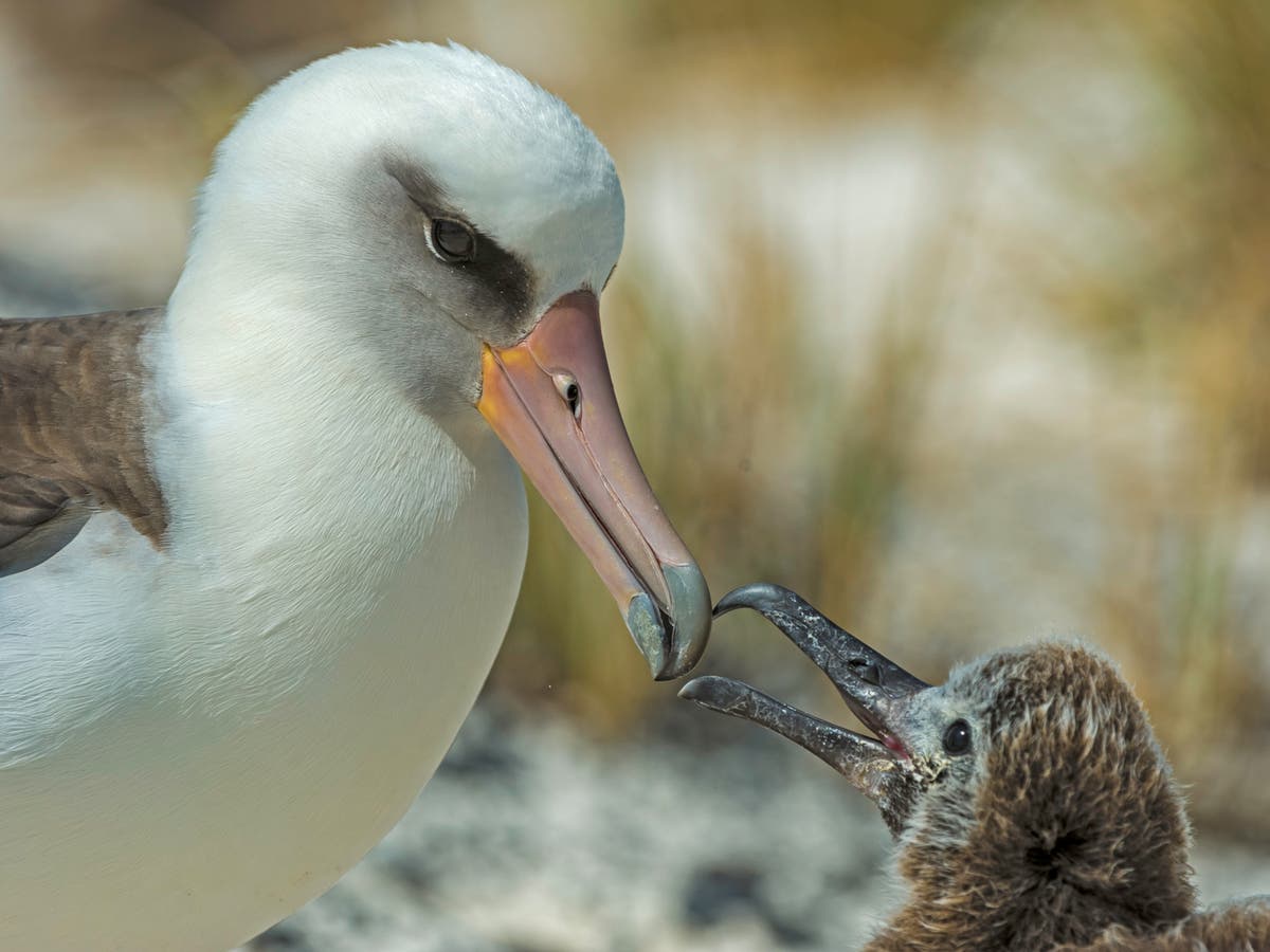 World’s oldest known wild bird hatches new chick at age 70