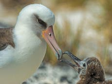 World’s oldest known wild bird hatches new chick at age 70