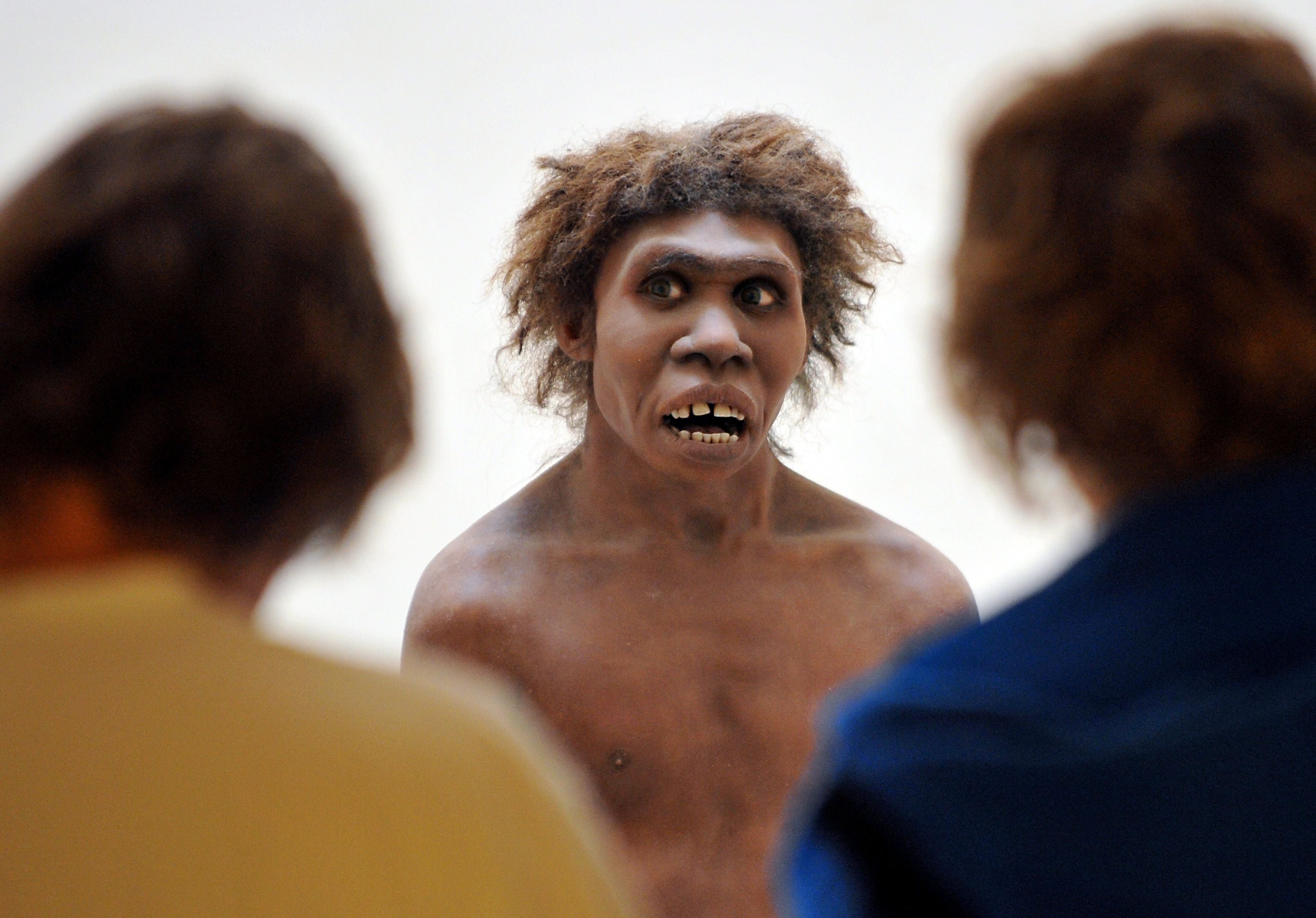 A model representing a Neanderthal man on display at the National Museum of Prehistory in France. Neanderthals had a hearing system as fine as ours, according to a scientific study