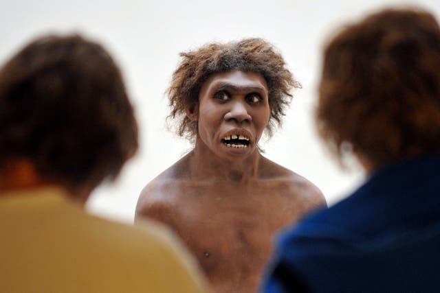 A model representing a Neanderthal man on display at the National Museum of Prehistory in France. Neanderthals had a hearing system as fine as ours, according to a scientific study