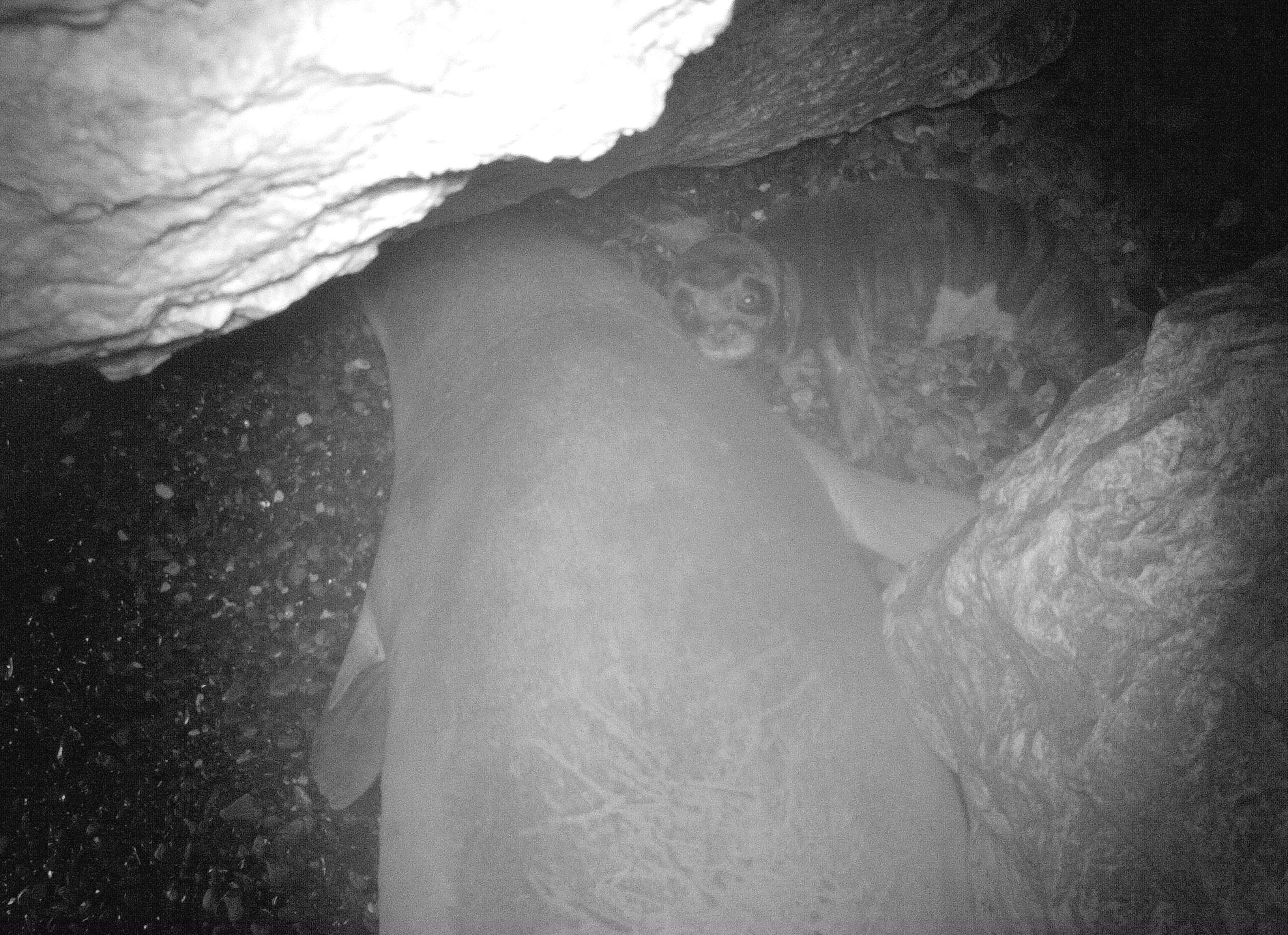 The camera traps allowed researchers to look into inaccessible caves with underwater entrances used by the seals