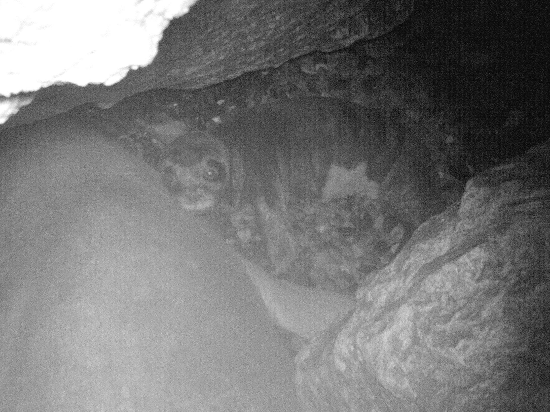 Camera trap image of baby Mediterranean monk seal in caves on Cyprus