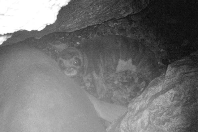 Camera trap image of baby Mediterranean monk seal in caves on Cyprus