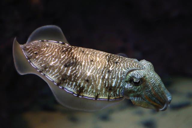 Cuttlefish belong to the class Cephalopoda which also includes squid, octopuses, and nautiluses