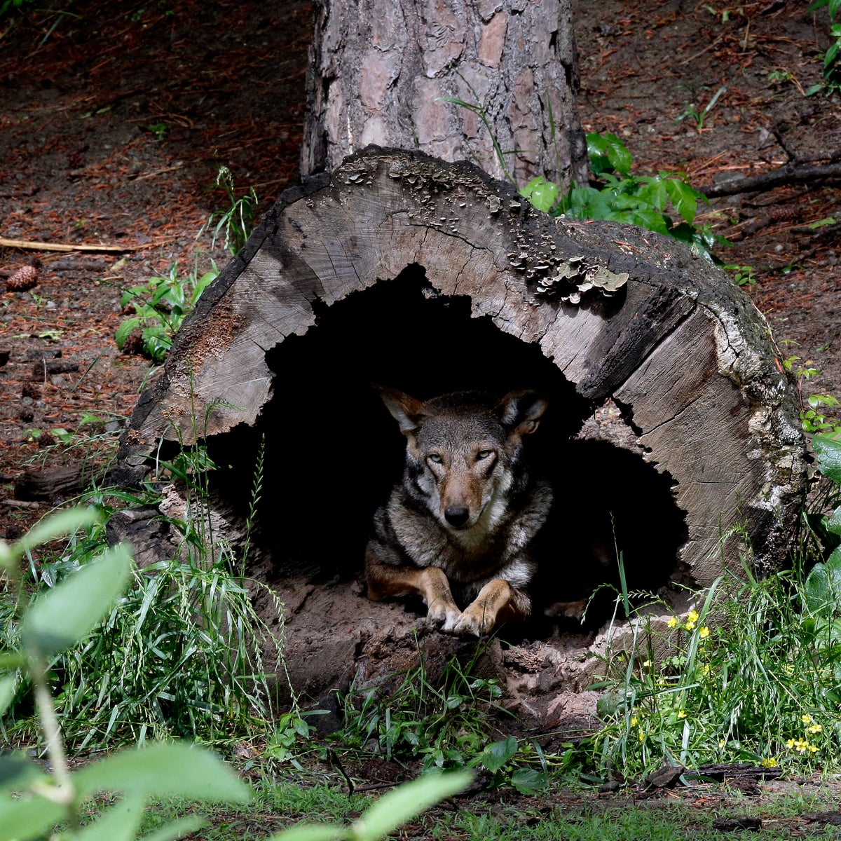 Red Wolves Habitat