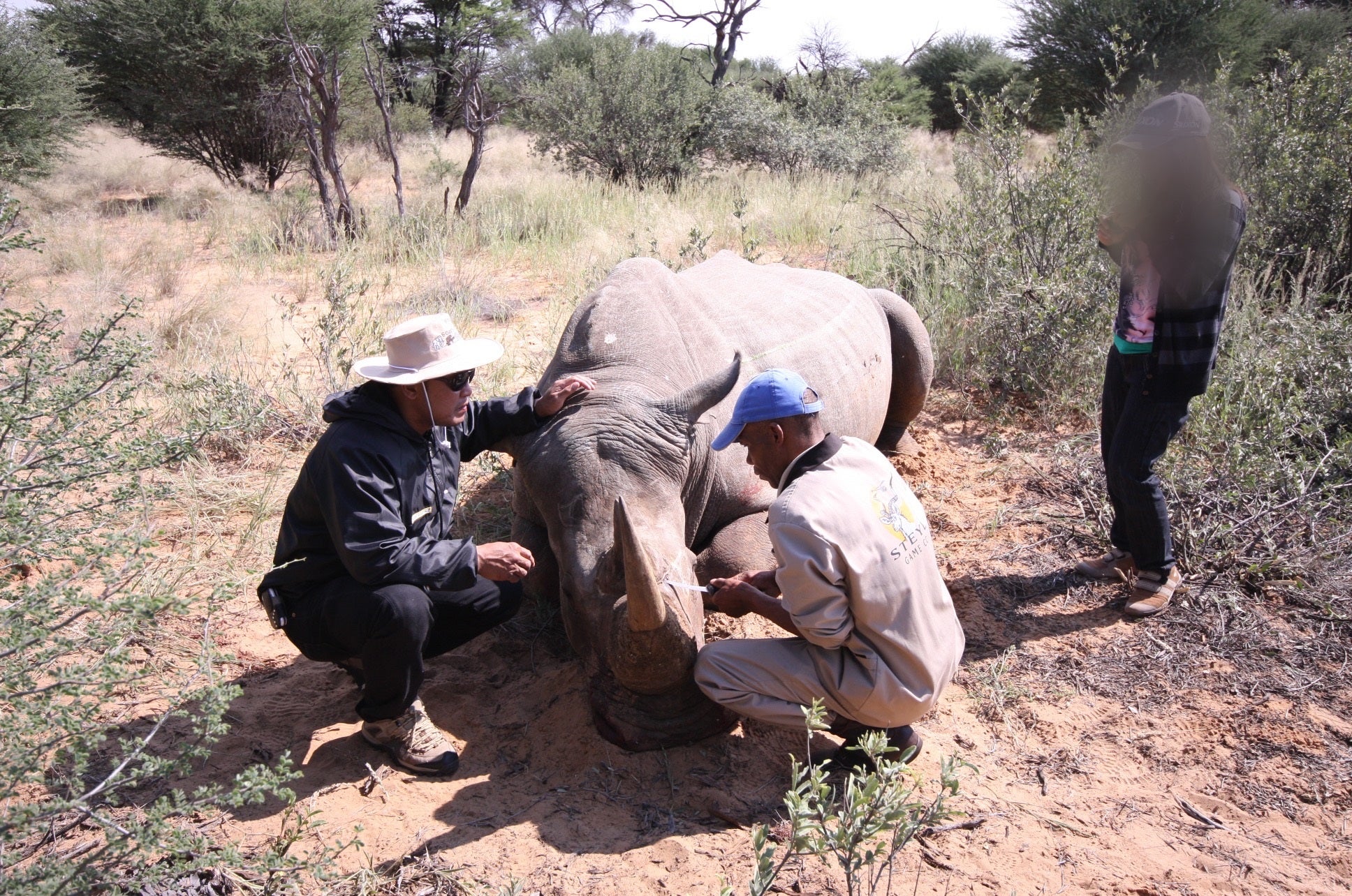 A sex-trafficking victim being instructed on how to pose next to a fallen rhino