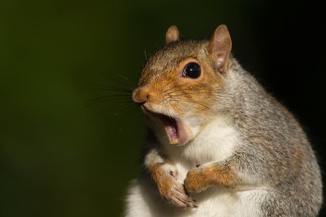 Surprised looking squirrel