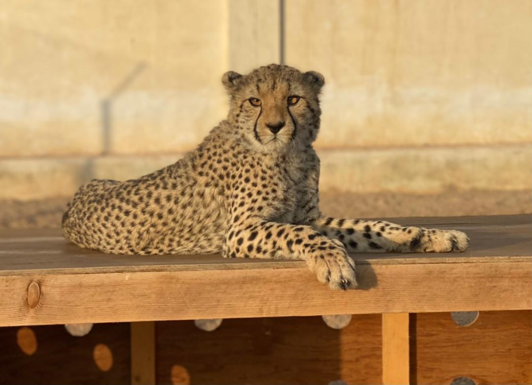 Cheetahs in Somaliland are threatened by the deadly pet trade